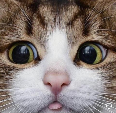 提供版面設計服務的專家英文翻譯、海報設計