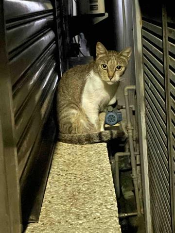 何明樹 - 可愛的貓咪⸜( ॑꒳ ॑ )⸝