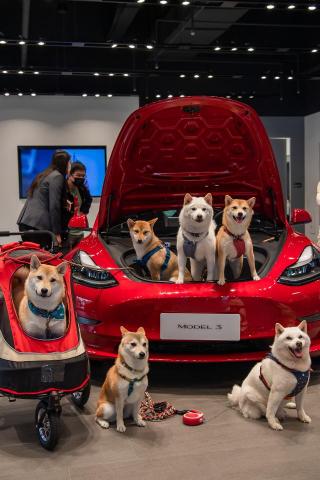 Tiamo vision - 工商活動攝影（圖為台灣Tesla活動現場記錄）