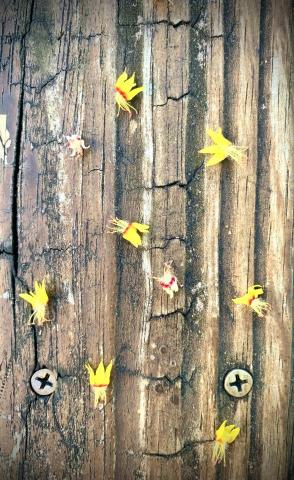 我是世上的鹽 -  我是世上的鹽 -