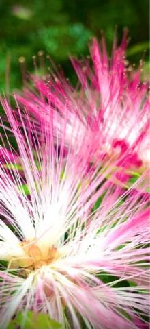 我是世上的鹽 -  我是世上的鹽 -