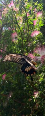 我是世上的鹽 -  我是世上的鹽 -