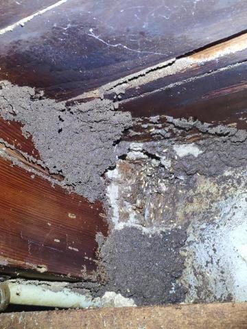 點點蟲病媒醫生 - 