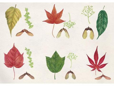 小狐狸插畫 - 品牌合作案。色鉛筆、photoshop。