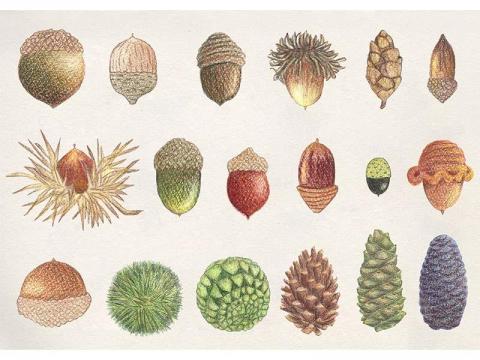 小狐狸插畫 - 品牌合作案。色鉛筆、photoshop。