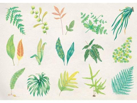 小狐狸插畫 - 品牌合作案。色鉛筆、photoshop。