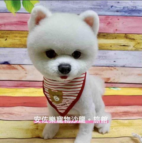 提供便宜旅館服務的專家安佐樂寵物精緻造型美容旅館