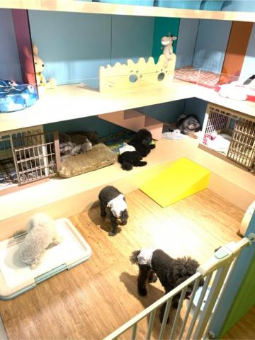 安佐樂寵物精緻造型美容旅館 - 旅館