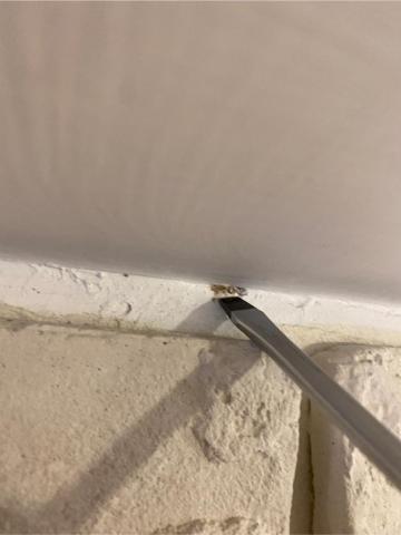 象勤環境消毒工作室 - 白蟻防治-咬穿木牆