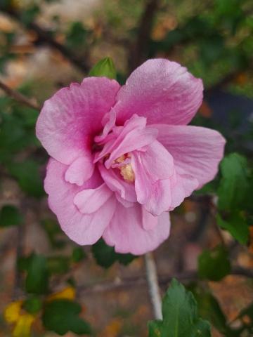 提供衣櫃收納配置服務的專家木槿軒-居家整理收納