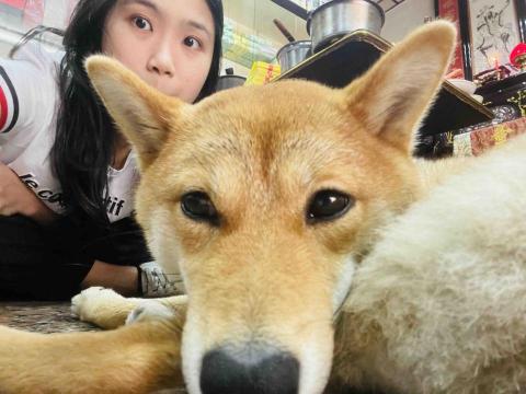 提供adsense賺錢服務的專家旺旺來散步去