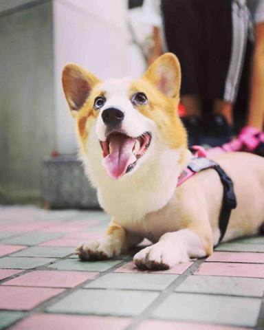 旺旺來散步去 - 出門散步玩到累