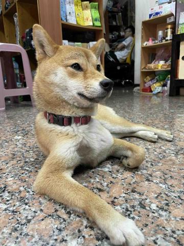 旺旺來散步去 - 我大哥