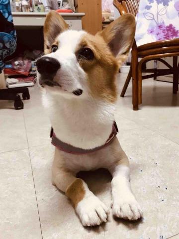 旺旺來散步去 - 來散步吧！