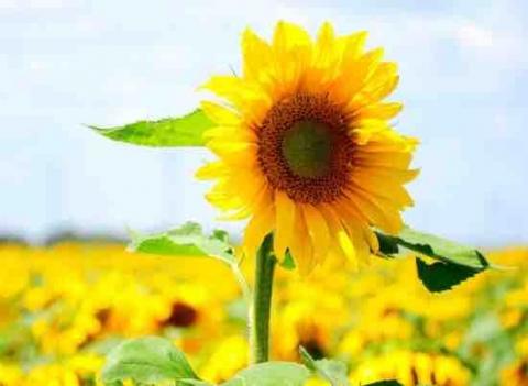 提供多少服務的專家betty 