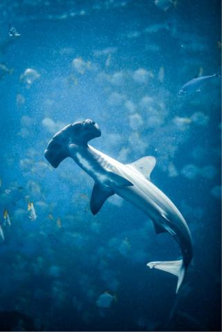 吳松翰 自由接案攝影師 - 海洋生物攝影