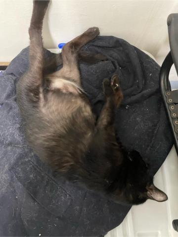 好生活提案-寵物居家保母 - 老貓睡的舒服