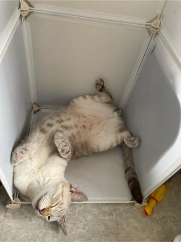 好生活提案-寵物居家保母 - 