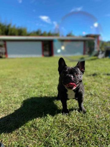 提供專車服務的專家pocky遛狗達人