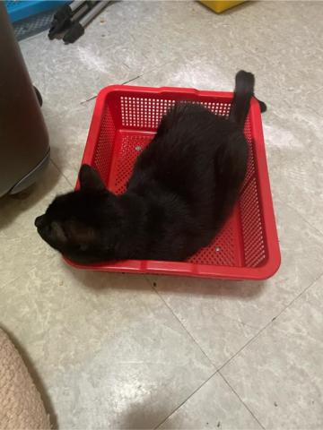 好生活提案-寵物居家保母 - 