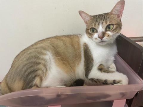 好生活提案-寵物居家保母 - 