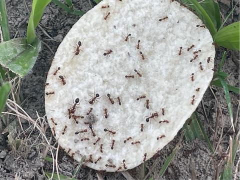 玄捷專業除蟲 - 紅火蟻防治