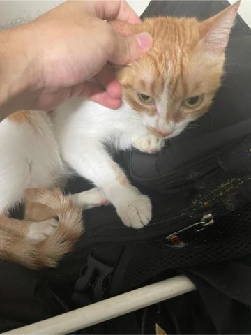 好生活提案-寵物居家保母 - 