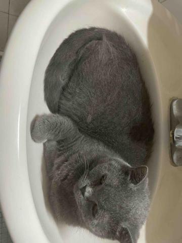 好生活提案-寵物居家保母 - 準備洗澡的藍貓