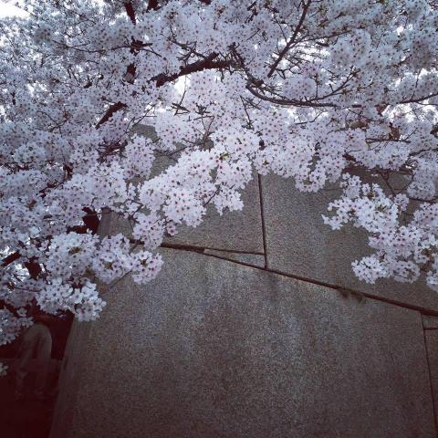 提供182服務的專家吳喬安