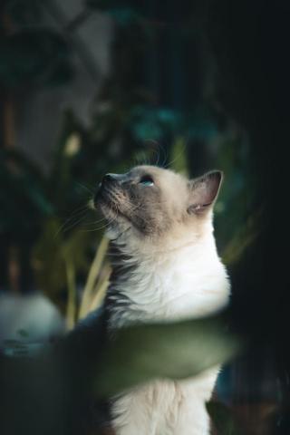 MDTS芽出國際有限公司 - 寵物攝影 MDTS芽出國際有限公司 - 寵物攝影