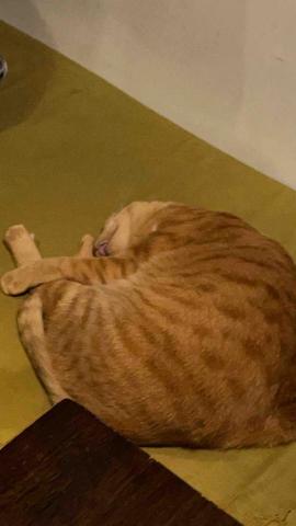 提供數學c服務的專家你好