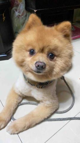 提供快遞服務的專家烏妮