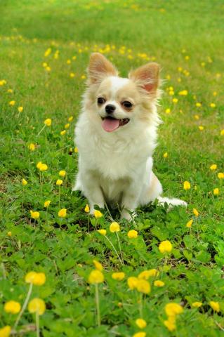 嘉軒創意有限公司 - 戶外寵物攝影