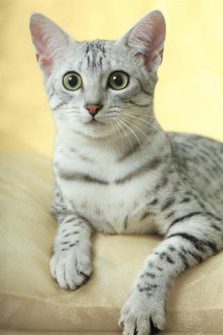 嘉軒創意有限公司 - 寵物攝影