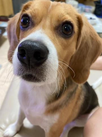 提供奧數教程服務的專家蔡郡傑