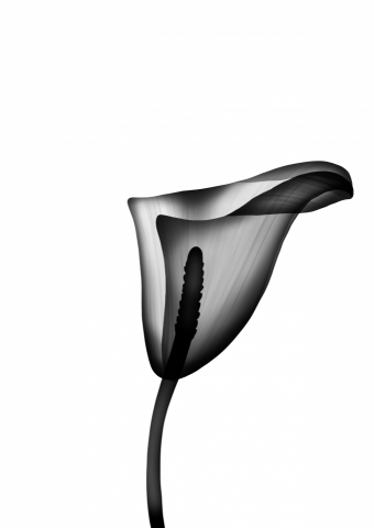 淨化設計所 - 使用電繪版製作插畫(風格廣泛)