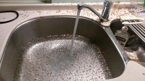 嘉澤滅鼠封堵防治工程 -  嘉澤滅鼠封堵防治工程 -