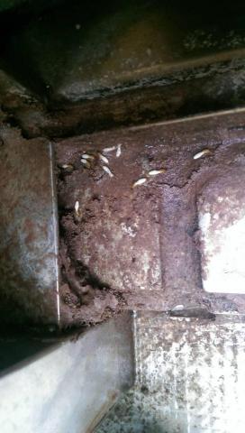 嘉澤滅鼠封堵防治工程 -  嘉澤滅鼠封堵防治工程 -