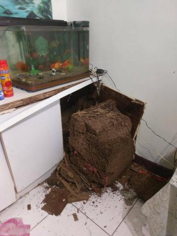 嘉澤滅鼠封堵防治工程 -  嘉澤滅鼠封堵防治工程 -