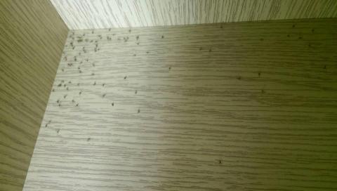 嘉澤滅鼠封堵防治工程 -  嘉澤滅鼠封堵防治工程 -