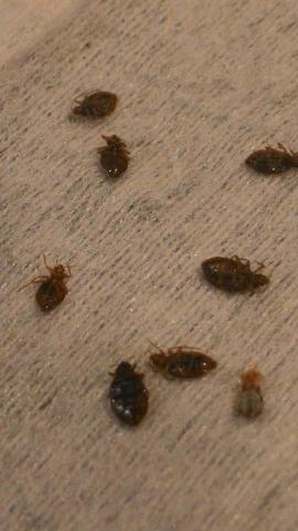 嘉澤滅鼠封堵防治工程 -  嘉澤滅鼠封堵防治工程 -