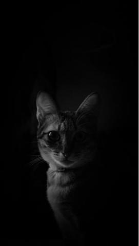 調色盤工作室 - 寵物照