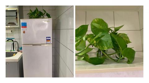 楊安妮 - 客戶的冰箱上原來沒有綠植，從餐廳望過去，空間少了一個視覺的焦點，所以帶了黃金葛為客戶佈置，黃金葛除了是很好照顧的綠色植物外，更能淨化空氣，真是一舉兩得的好物。