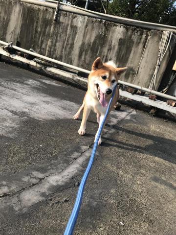 糖,SPA - 洗澡後的散步