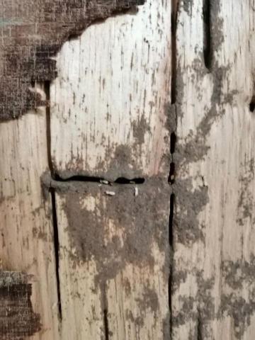 楊文濱 - 白蟻防治