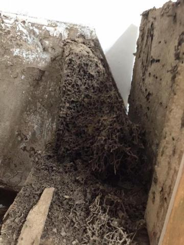 楊文濱 - 白蟻防治