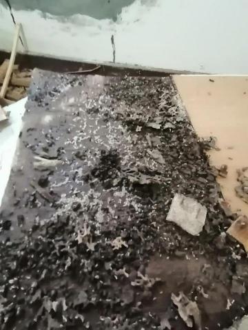 楊文濱 - 白蟻防治