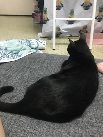 糖,SPA - 手工吹毛的亮麗