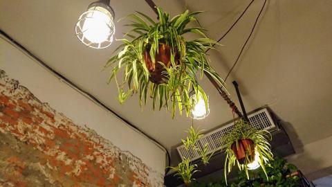 清雅居．清潔收納 - 早午餐店-植栽與灯光綠化佈置