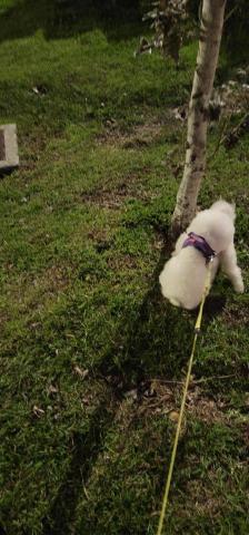 Pochacco寵物小窩 - 比熊外出散步